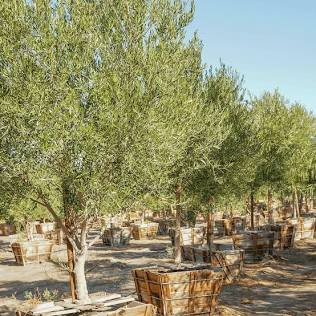Rootless Olive Tree